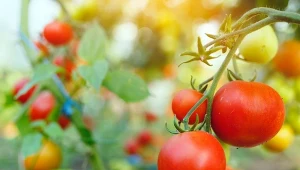 Przygotuj domowy nawóz do pomidorów, dzięki któremu dostarczysz krzakom niezbędnych składników odżywczych.