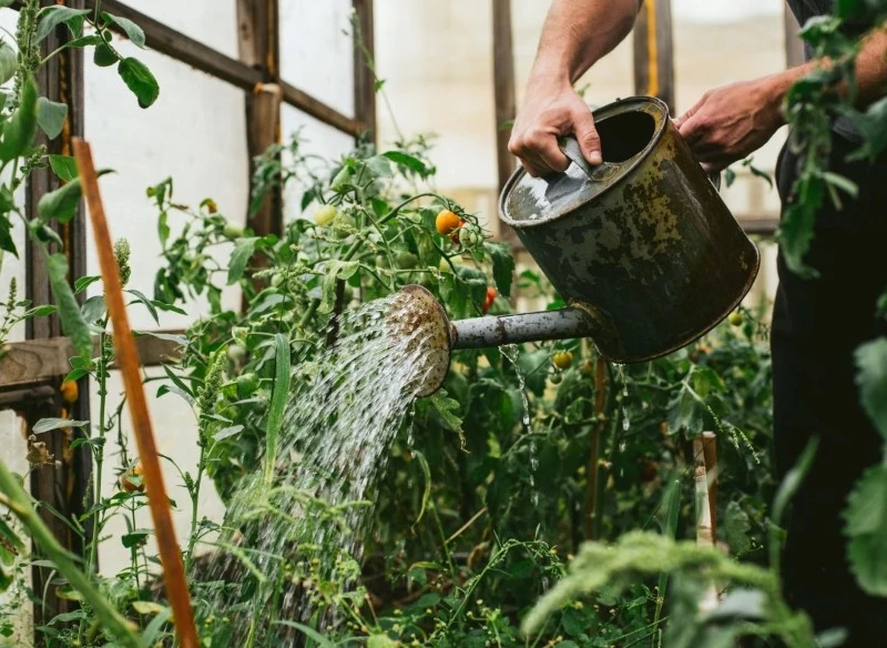 Domowy nawóz do pomidorów można stosować przez cały sezon