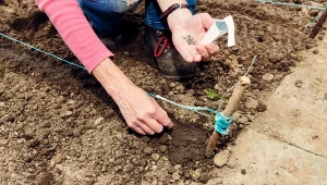 Kwiecień jest dobrym miesiącem na wysiew do gruntu wielu warzyw, kwitów oraz ziół.
