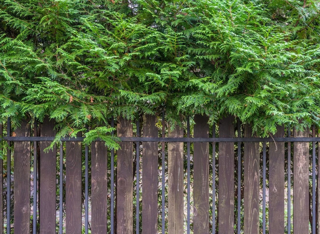 Zanim zdecydujesz się na samodzielne przycięcie gałęzi, które przechodzą na twoją posesję, warto poprosić o to właściciela drzewa lub krzewu