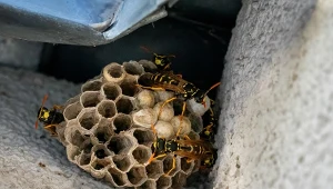 Gniazdo klecanki rdzaworożnej wygląda inaczej niż zwykłych os czy szerszeni.