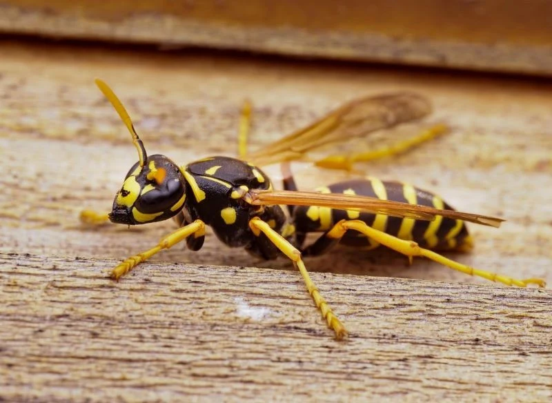 Klecanki chętnie bytują w pobliżu człowieka
