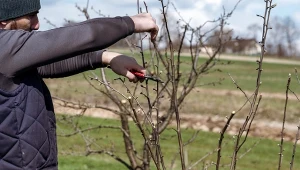 Kwiecień to ostatni moment na przycięcie niektórych drzew owocowych, krzewów ozdobnych i iglaków.