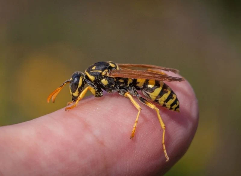 Użądlenie przez klecankę jest niezwykle bolesne