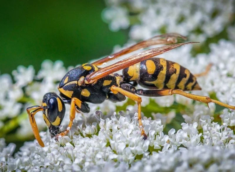 Trzeba się dobrze przyjrzeć, aby zobaczyć, czym różni się klecanka od zwykłej osy
