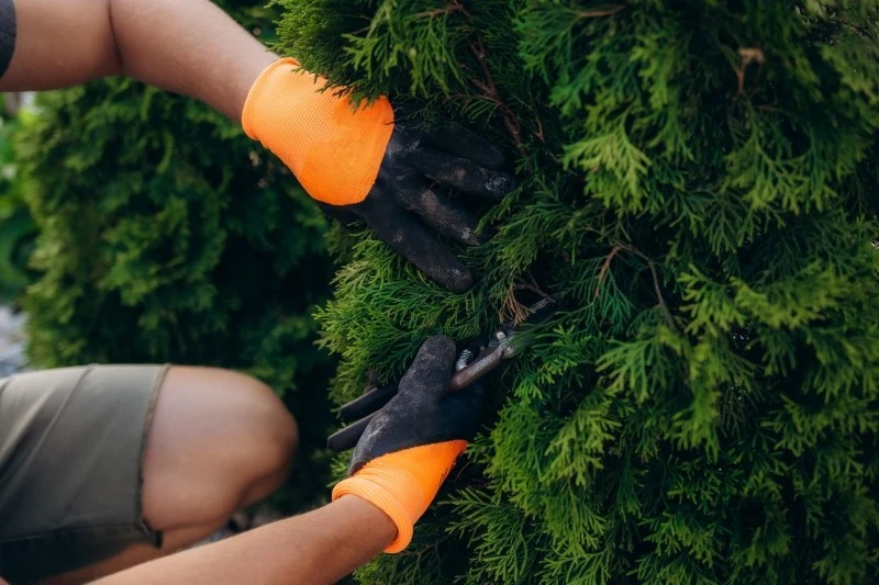 Kwiecień to dobry czas na cięcie iglaków