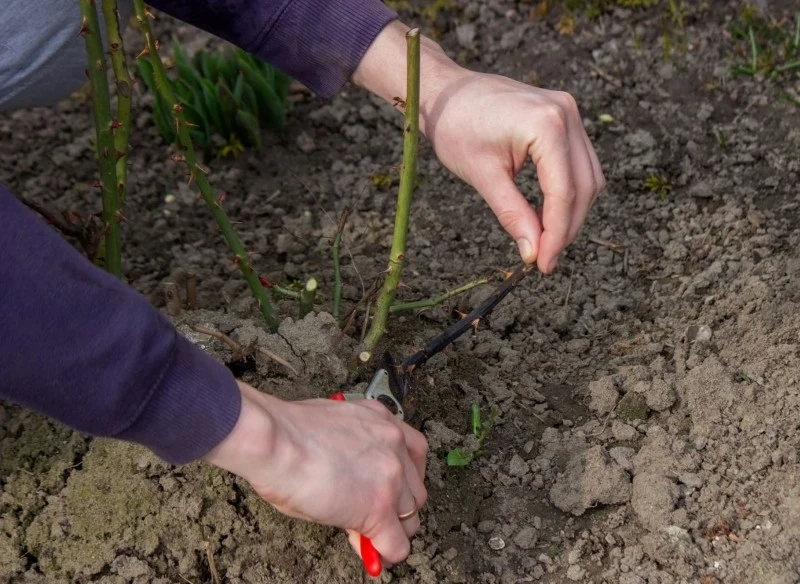 Przycinanie róż na wiosnę stymuluje krzewy do produkcji nowych, silnych i zdrowych pędów