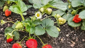Posadź czosnek obok truskawek, aby w sezonie zebrać mnóstwo smakowitych owoców.
