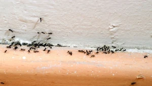 Aby skutecznie pozbyć się mrówek z domu, wystarczy zrobić prostą pułapkę.