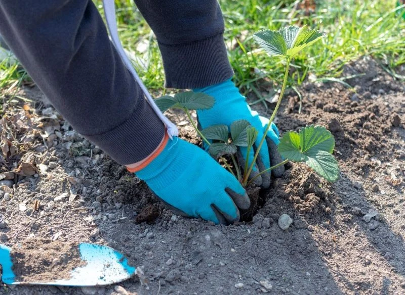Truskawek nie można sadzić ani za płytko, ani zbyt głęboko