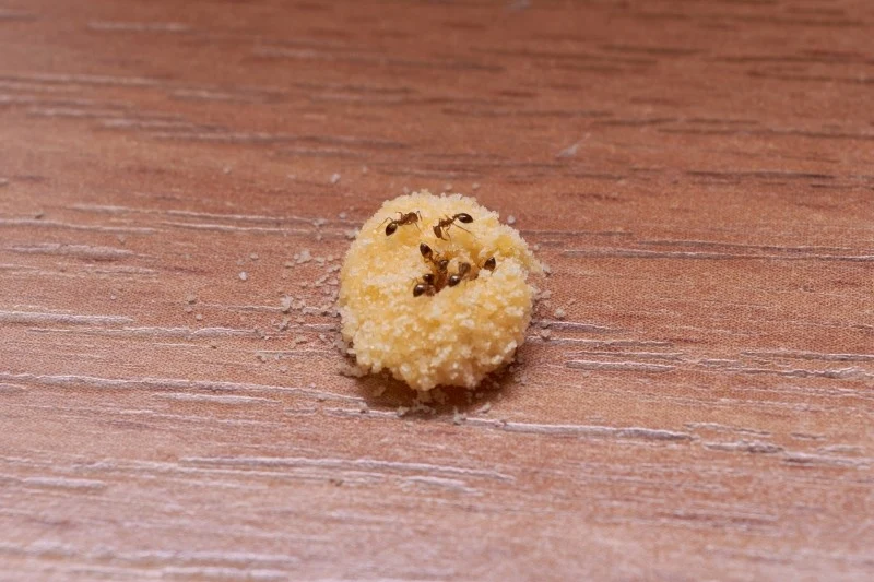 Mrówki przyciągają pozostawione resztki jedzenia