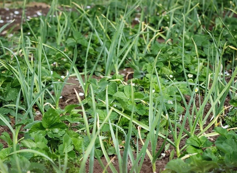 Czosnek warto posadzić wzdłuż rzędów truskawek