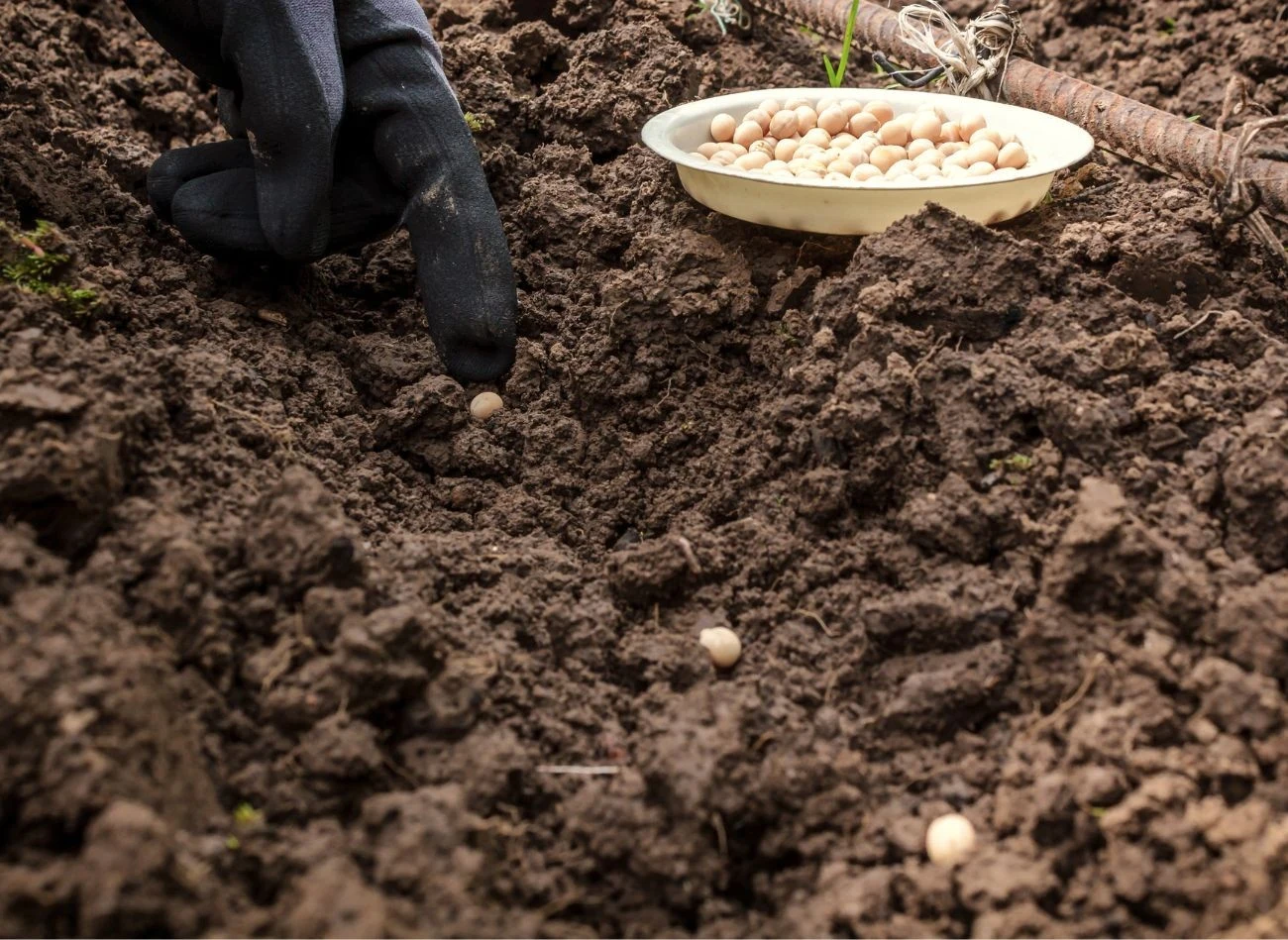 Groch najlepiej rośnie na słonecznym stanowisku, w dobrze przepuszczalnej i wilgotnej glebie