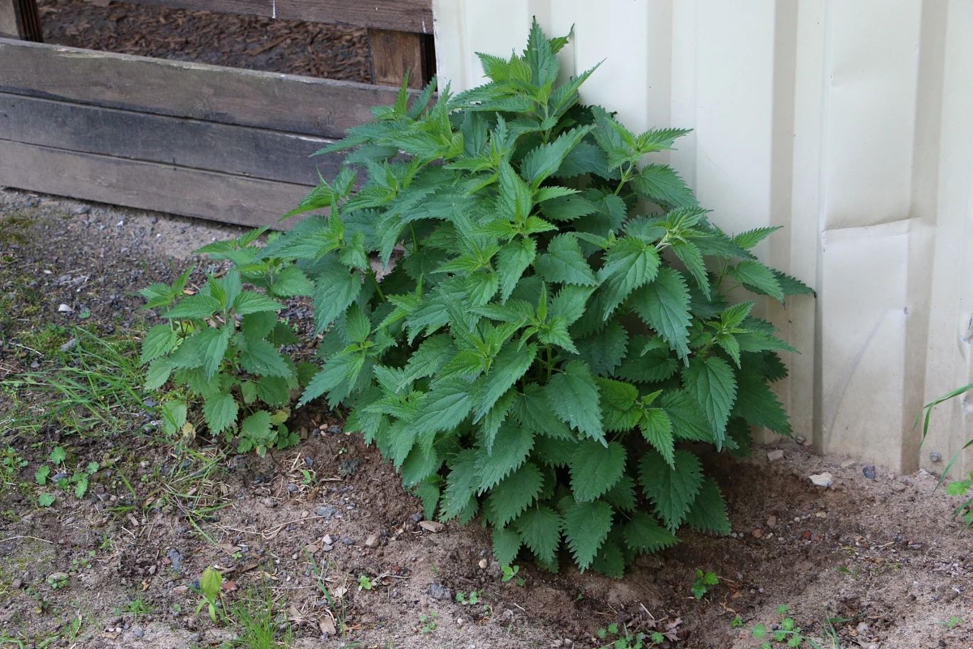 Z kolei gnojówka z pokrzywy, będąca naturalnym i skutecznym nawozem, stanowi jedno z kluczowych rozwiązań w ekologicznej uprawie ogrodowej