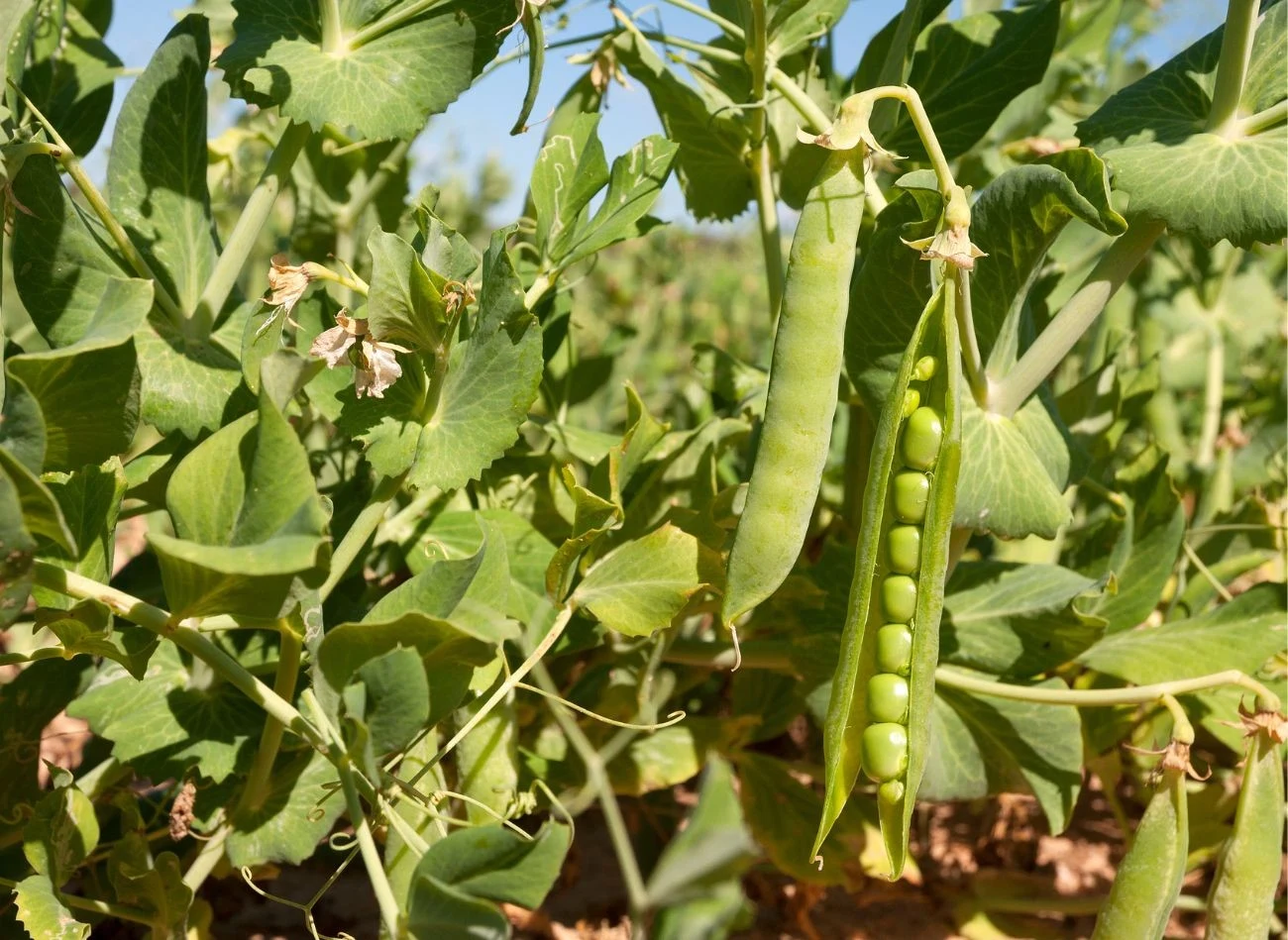 Groch jest często atakowany przez szkodniki, m