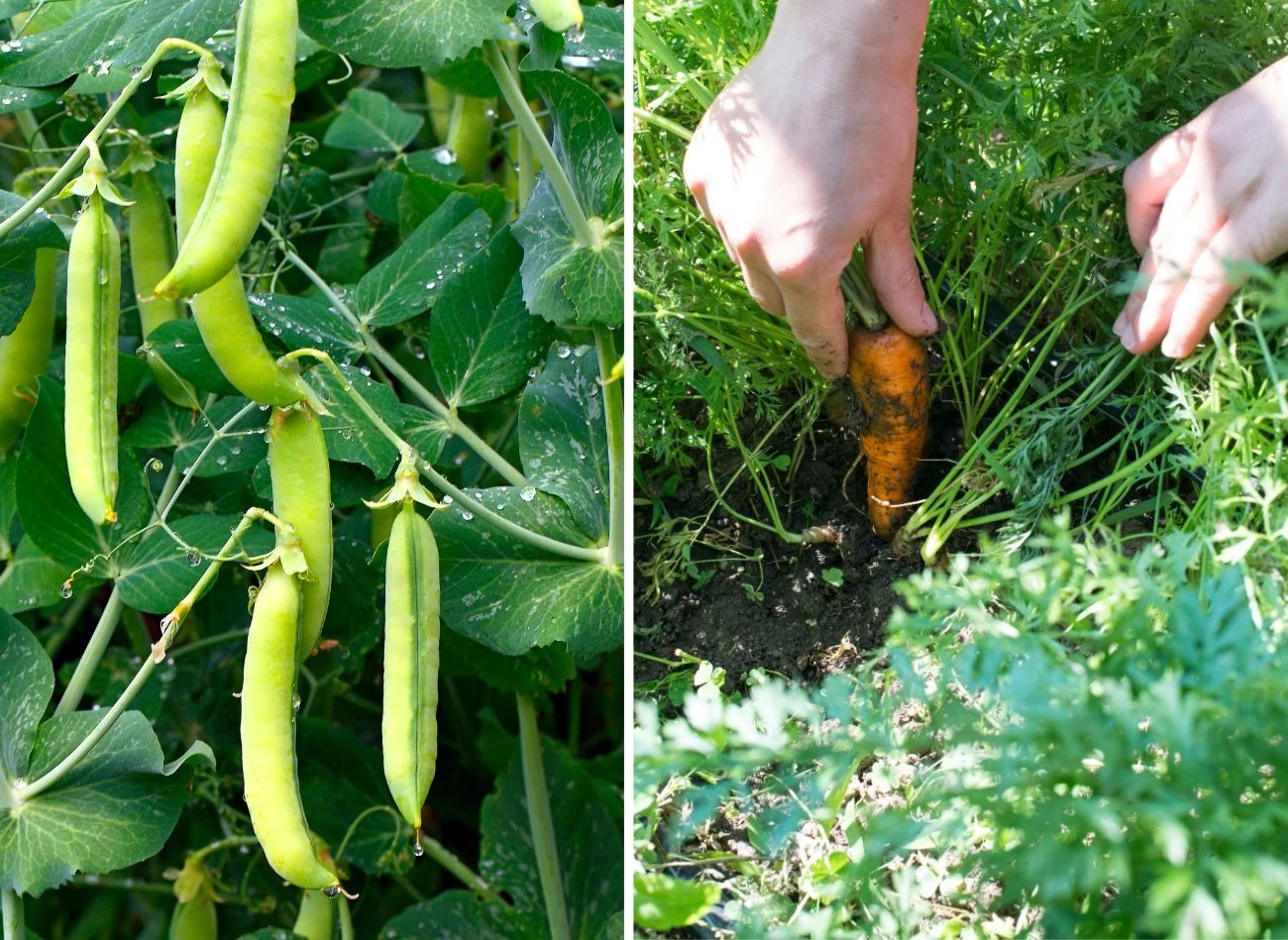 Groch warto posadzić m