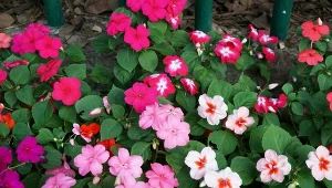 Niecierpek jest wdzięczną rośliną do uprawy w ogrodzie, na balkonie i tarasie.