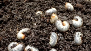 Pędraki, czyli larwy chrabąszcza majowego, największe spustoszenie sieją na trawniku, ale maja też ulubiona warzywa a ogrodzie.