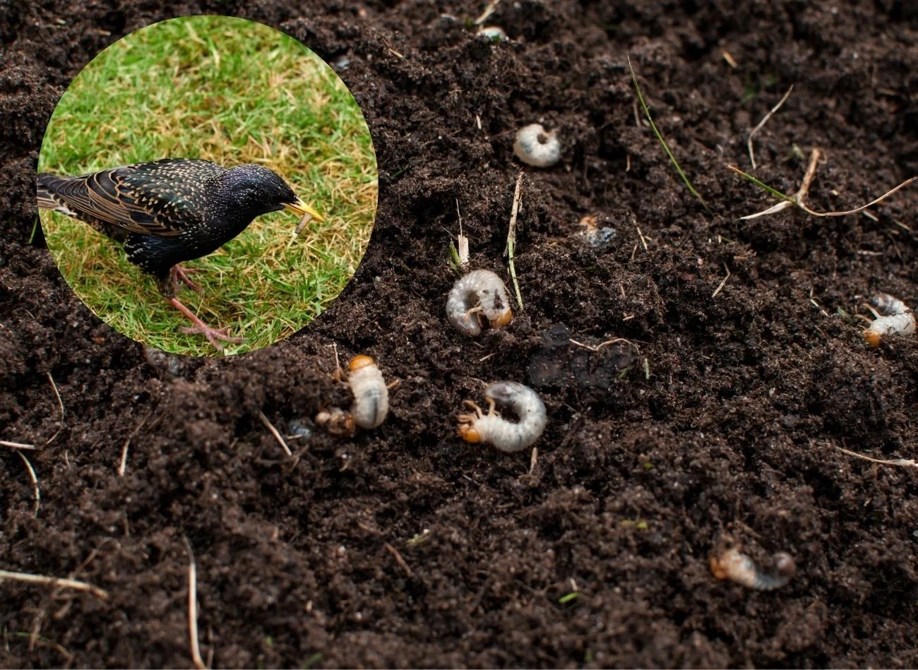 Naturalnym wrogiem pędraków są ptaki, np