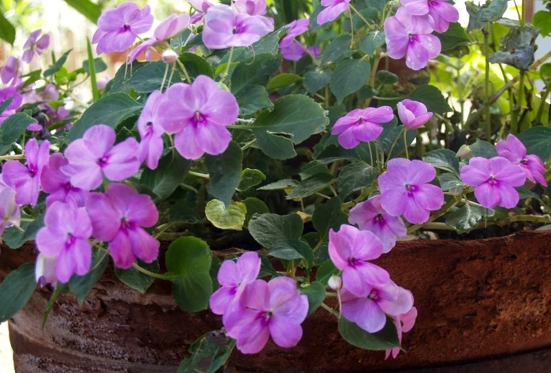 Niecierpek to idealna roślina na lekko zacienione balkony i tarasy