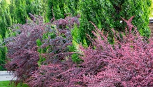 Wiosenne cięcie berberysów. Jak i kiedy najlepiej to zrobić?