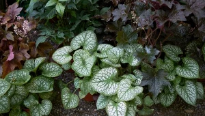 Niektóre byliny zakwitną nawet w cieniu.