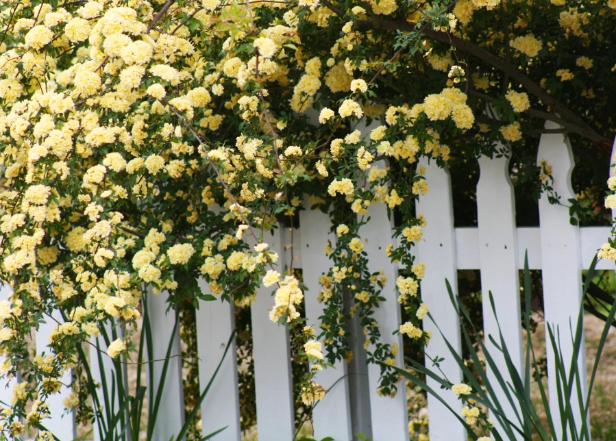 To, jakie róże pnące wybierzemy do swojego ogrodu, zależy od tego, jak będziemy chcieli je wykorzystać