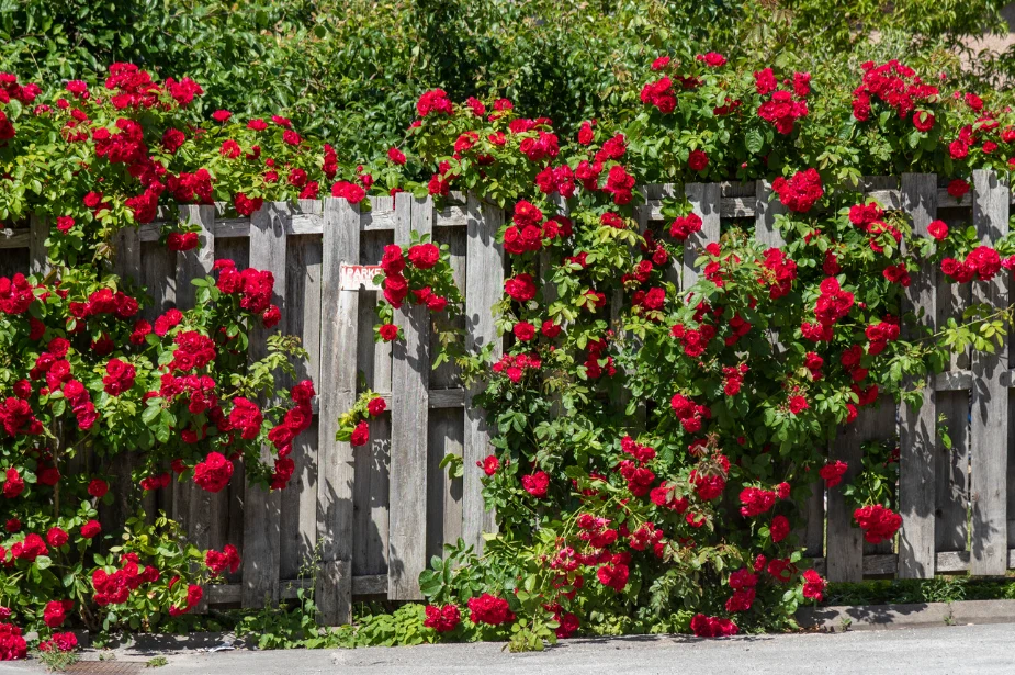 Róże pnące mogą kwitnąć w różnych terminach, który jest zależny od wybranej odmiany