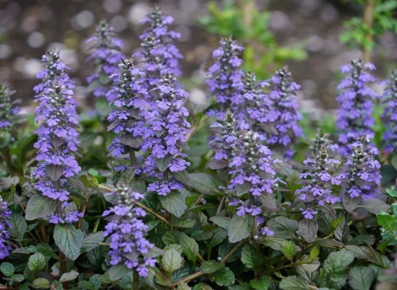 W cieniu warto posadzić dąbrówkę rozłogową