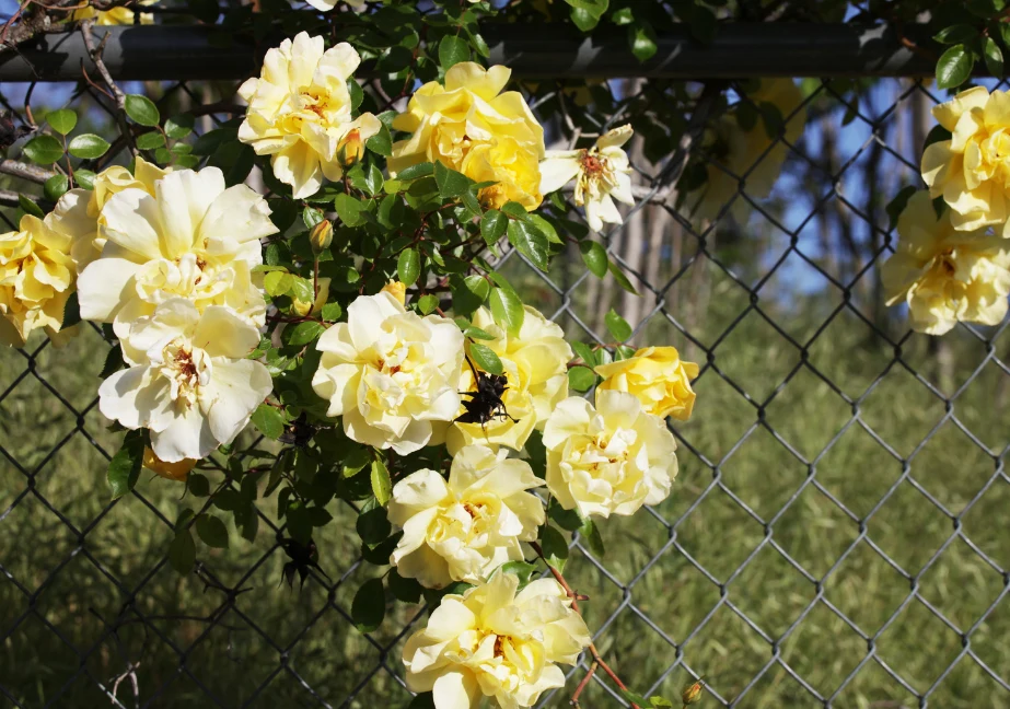 W przypadku róż pnących, które powtarzają kwitnienie, nie przeprowadzamy mocnych cięć