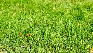 Rekultywacje trawnika przeprowadza się wczesną wiosną. Latem można cieszyć się z efektów zabiegów.