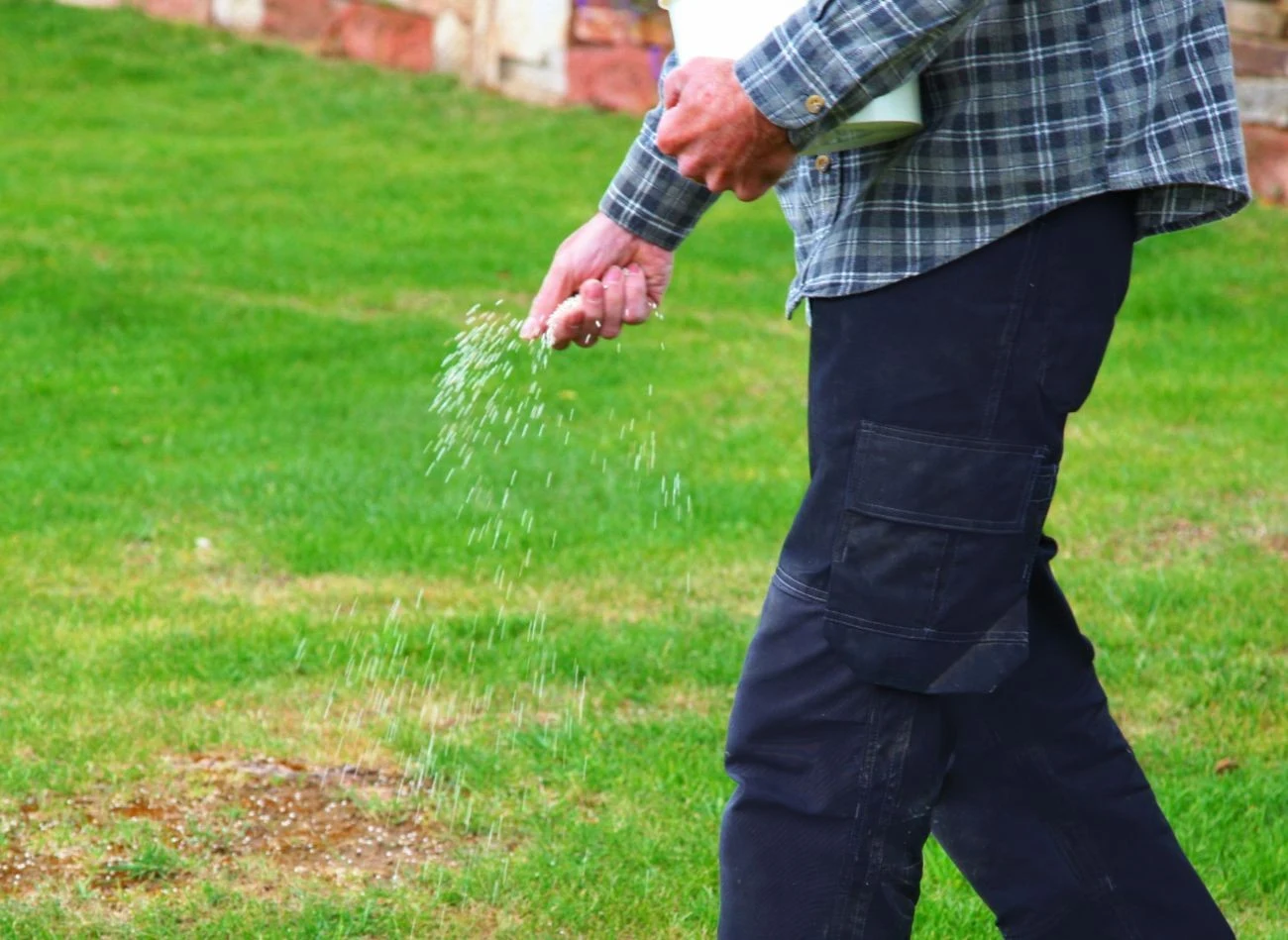 Trawnik na wiosnę wymaga nawożenie, które przeprowadza się w trakcie rekultywacji