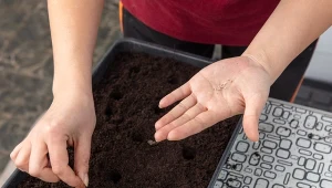 Podpowiadamy co zrobić, by pobudzić nasiona do wschodu.
