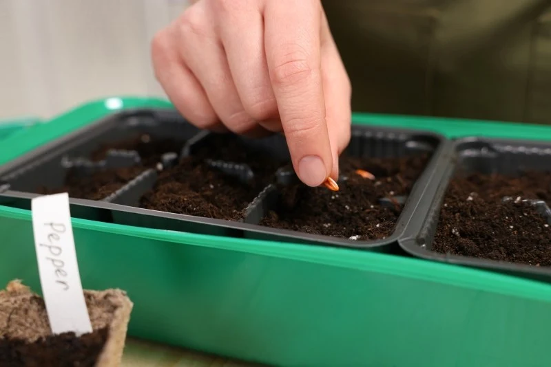 Kiełkowanie to dla nasion duży wysiłek, który nie zawsze się udaje