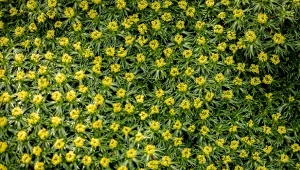 Azorella trójwidlasta to oryginalna roślina zadarniająca. Oprócz ozdobnych liści, pięknie kwitnie.