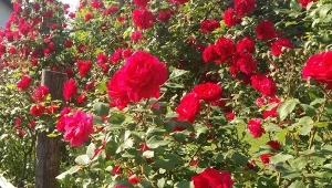 W sezonie róże będą kwitły jak szalone. Wystarczy zastosować skuteczny nawóz.