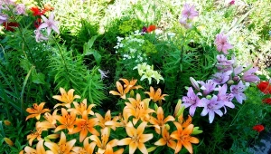 Dla lilii bardzo ważne jest również towarzystwo. Przy jakiś roślinach najlepiej kwitnie?