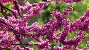 Co zrobić, żeby judaszowiec zakwitł? Najpiękniejsze odmiany i pielęgnacja judaszowca