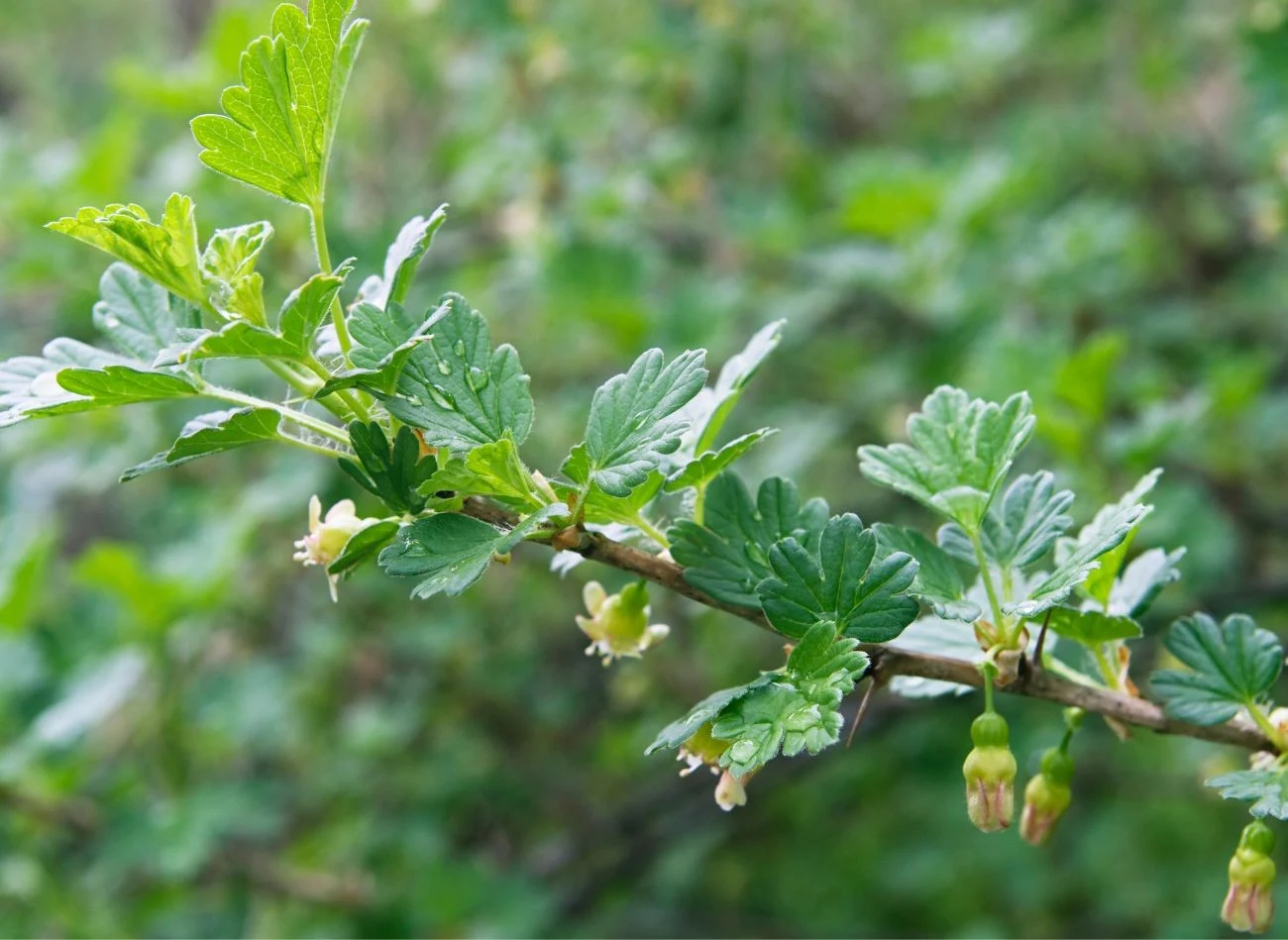 Kiedy agrest wypuszcza liście i zaczyna kwitnąć, należy zwiększyć podlewanie krzewu
