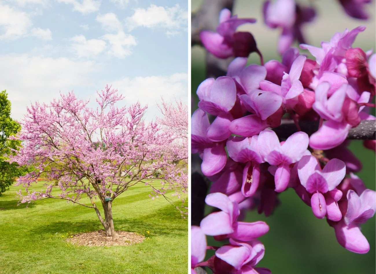 J udaszowiec zaczyna kwitnąć na przełomie kwietnia i maja