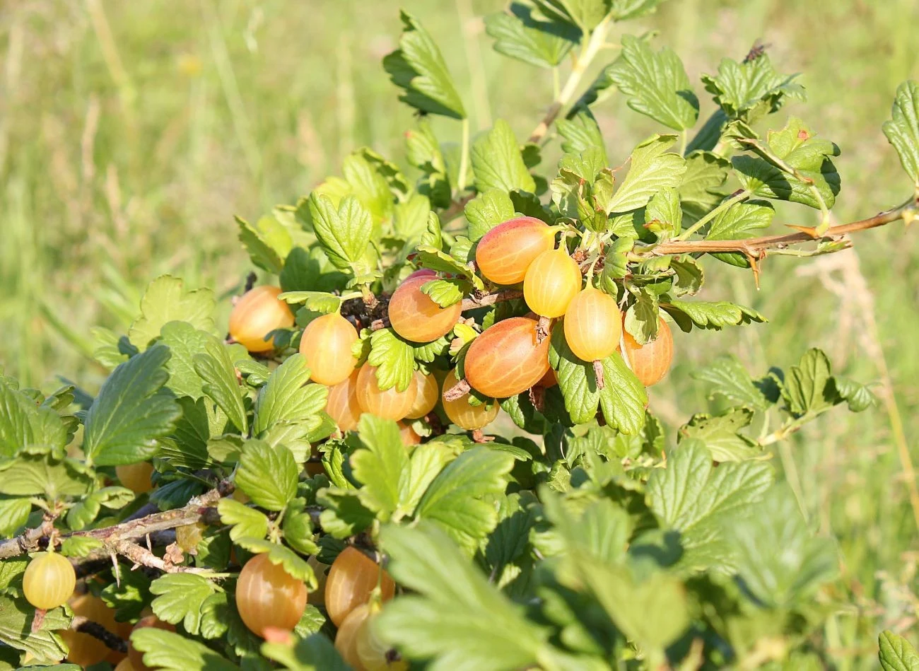 Odpowiednie nawożenie sprawia, że jego owoce są soczyste i aromatyczne