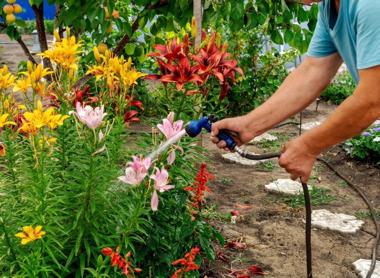 Lilie to delikatny kwiaty, które nie lubią nadmiernego podlewania