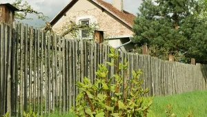 Rdestowiec ostrokończysty szybko się rozrasta i może stwarzać poważne problemy.