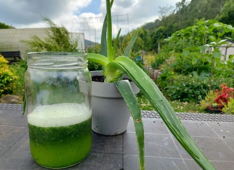 Zieloną odżywkę ze świeżego aloesu podajemy od razu po przygotowaniu