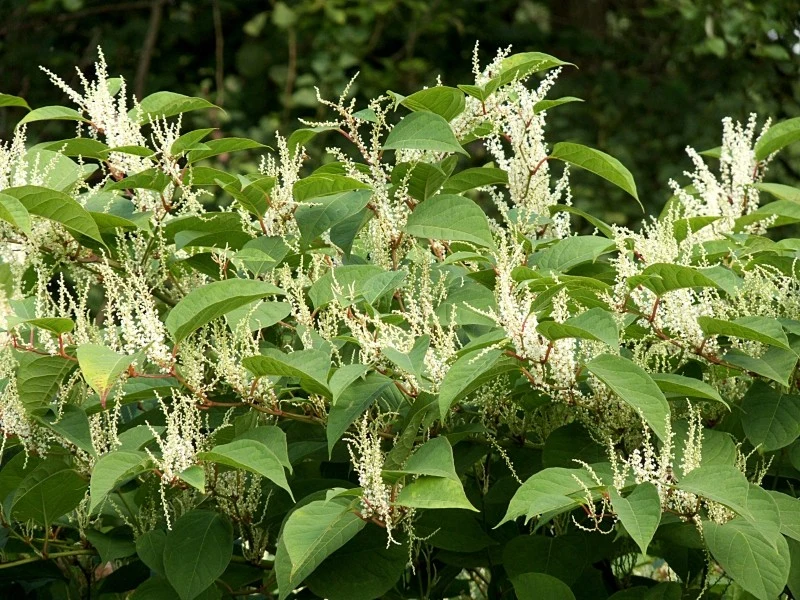 Rdestowiec ostrokończysty to roślina bardzo inwazyjna i trudna do zwalczenia
