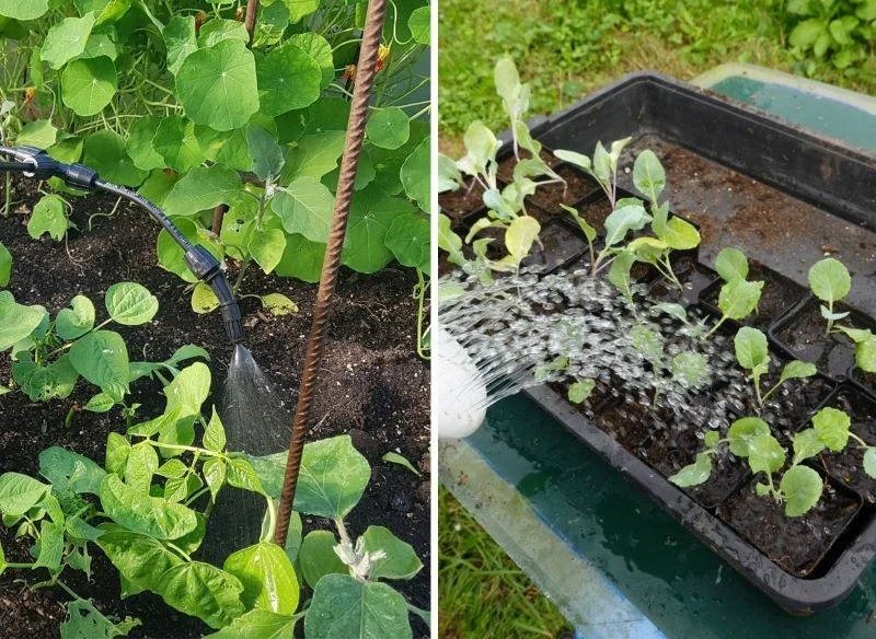 Nawóz można podawać w formie opryski lub podlewając rośliny