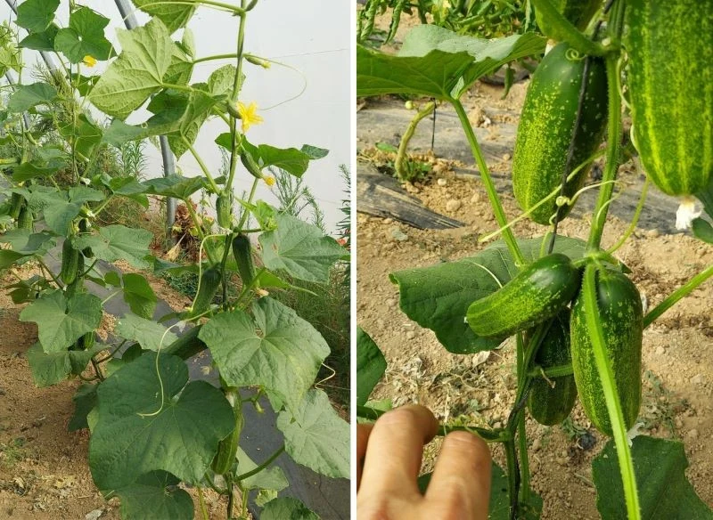 Regularnie podawany w okresie intensywnego wzrostu i kwitnienia nawóz z aloesu stymuluje zawiązywanie się dużych, soczystych owoców