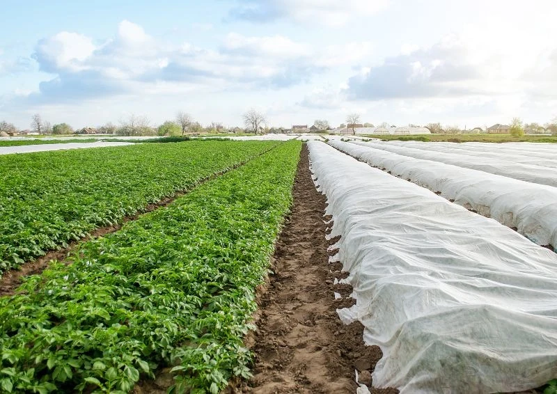 Agrowłóknina wiosenna chroni rośliny przed przymrozkami i wiatrem