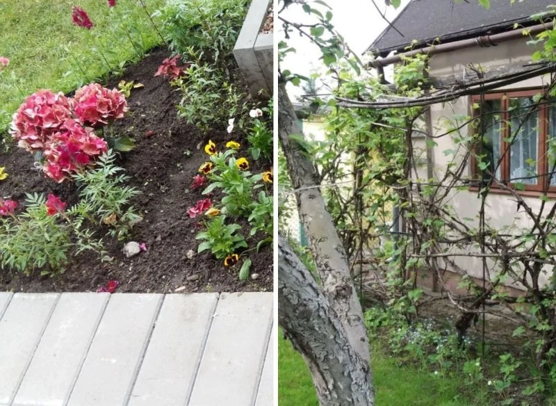 Prawo i przepisy ROD określają, jakich roślin nie wolno nam uprawiać