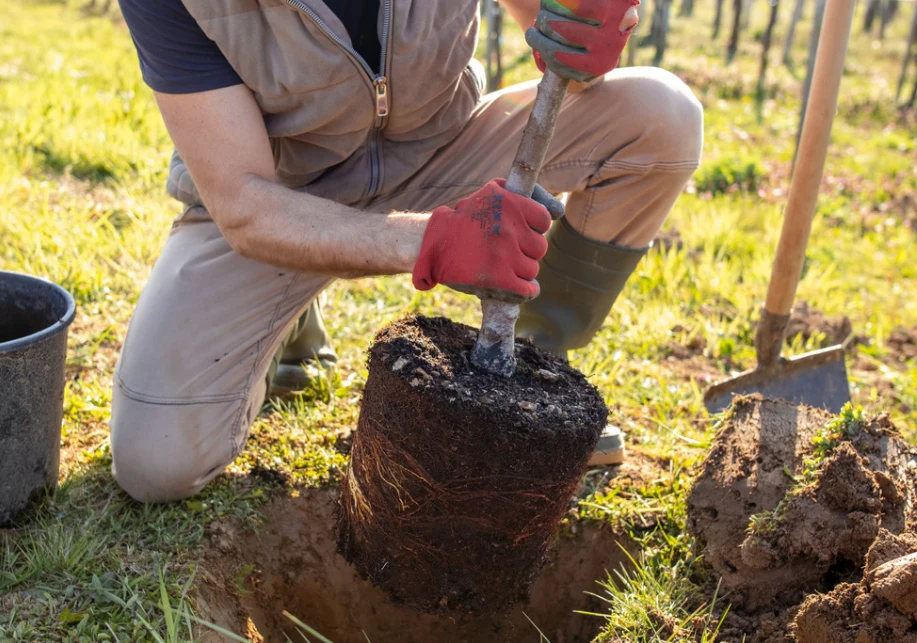 sadzenie drzewka czereśni